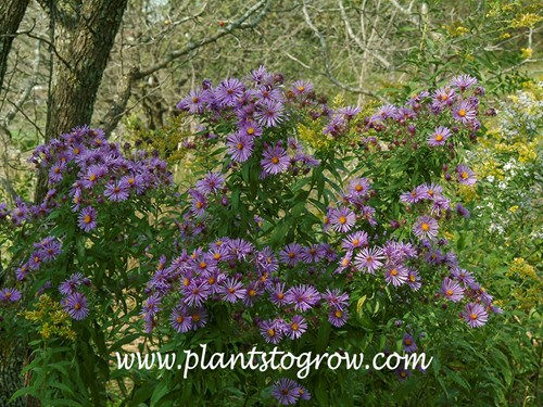 New England Aster (Aster novae-angliae)